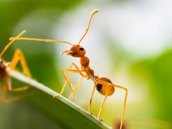 Veneno para hormigas