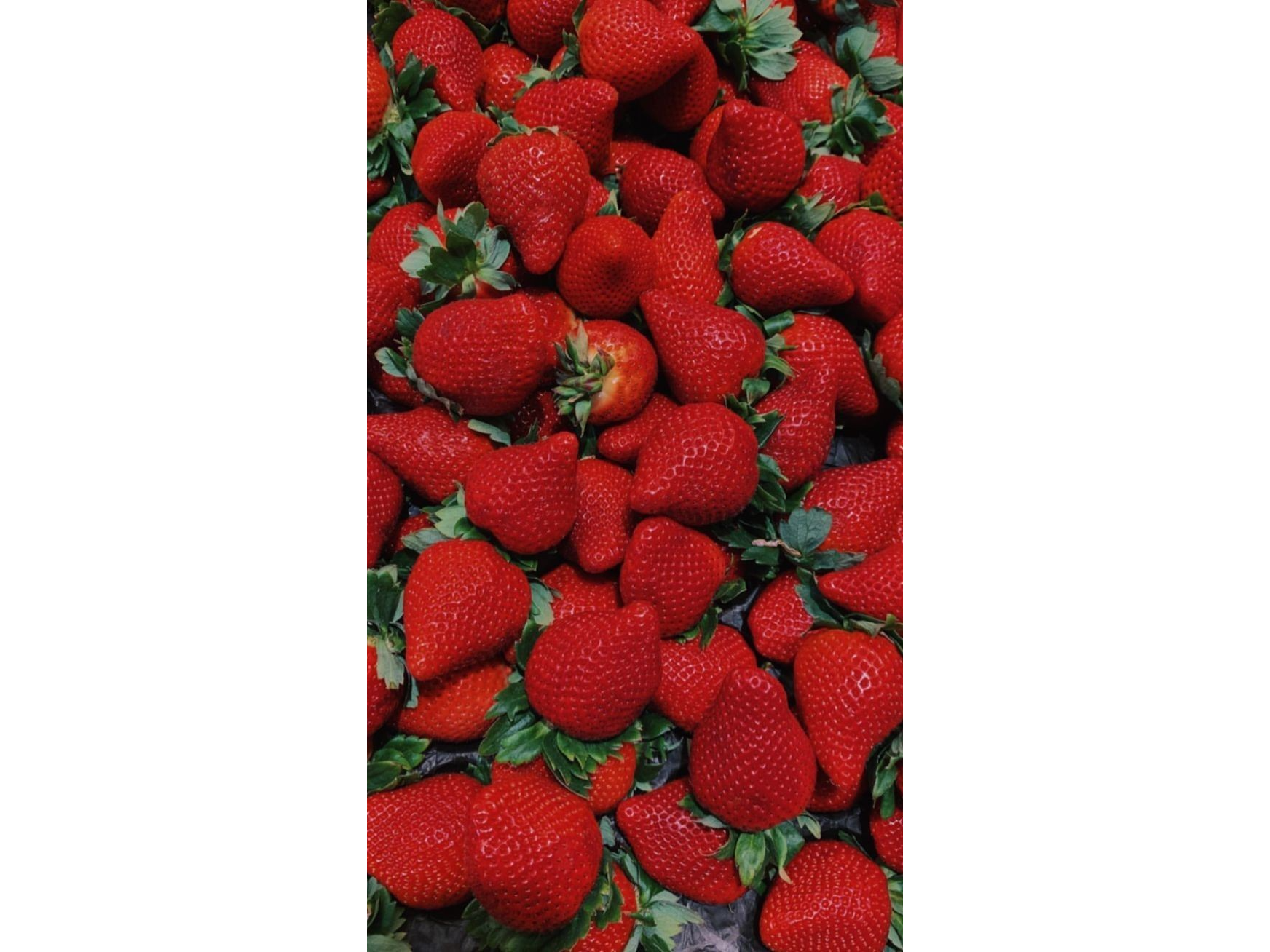 Jabón Líquido Apto Dispenser Frutilla de Quimica Lucero
