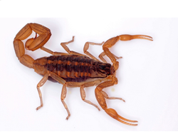 Veneno para alacranes