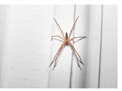 Veneneo para arañas