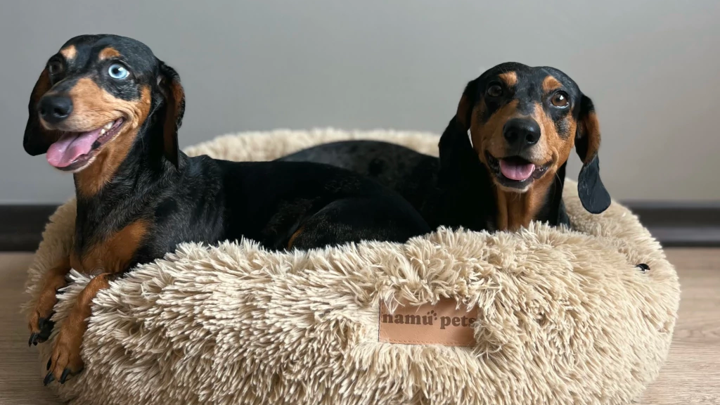 Camitas para Mascotas