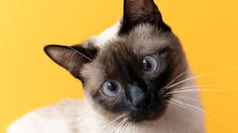 Gatos Adultos