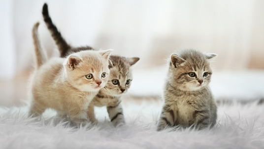Gatos Cachorros