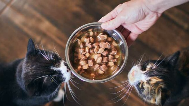 Alimentos Humedos Gatos