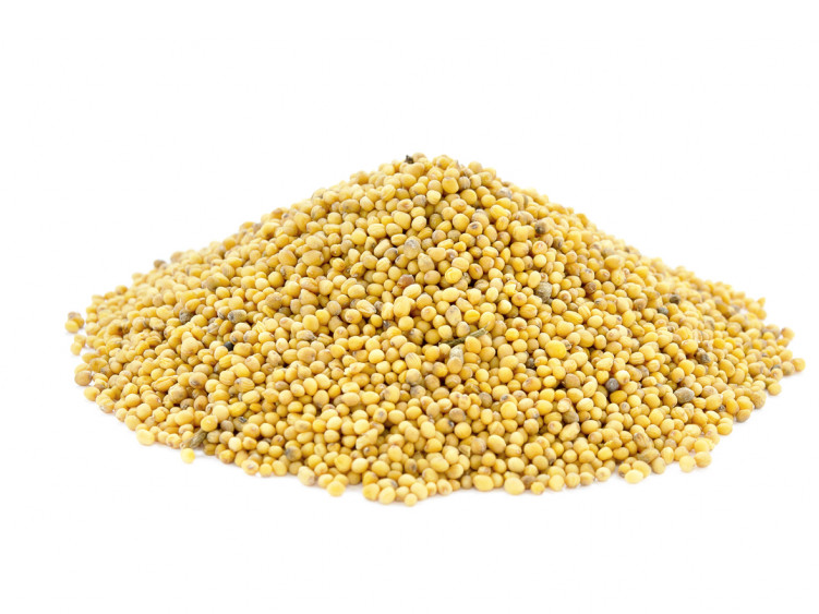 Semilla de Mostaza amarilla