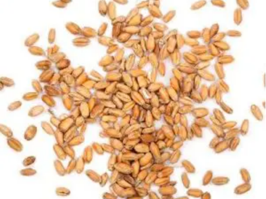 Semilla de Trigo Burgol