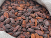 Semilla de cacao