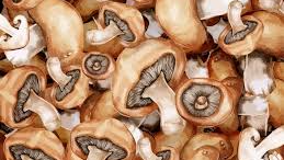 Hongos Deshidratados