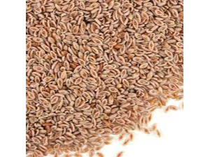 Psyllium