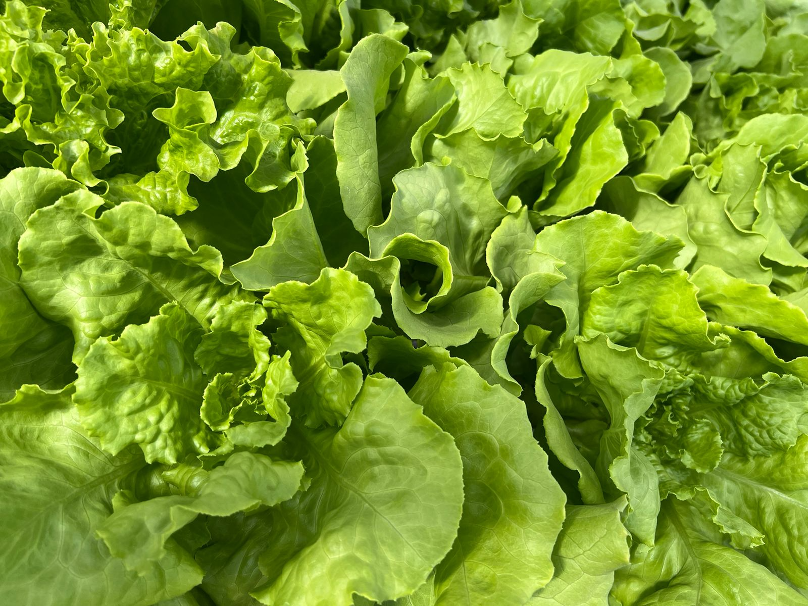 Lechuga Manteca
