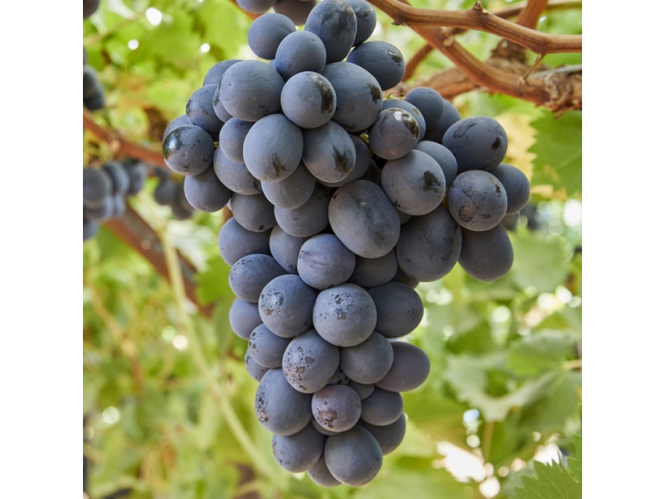 uva negra