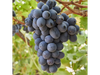 uva negra