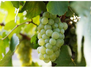 uva blanca