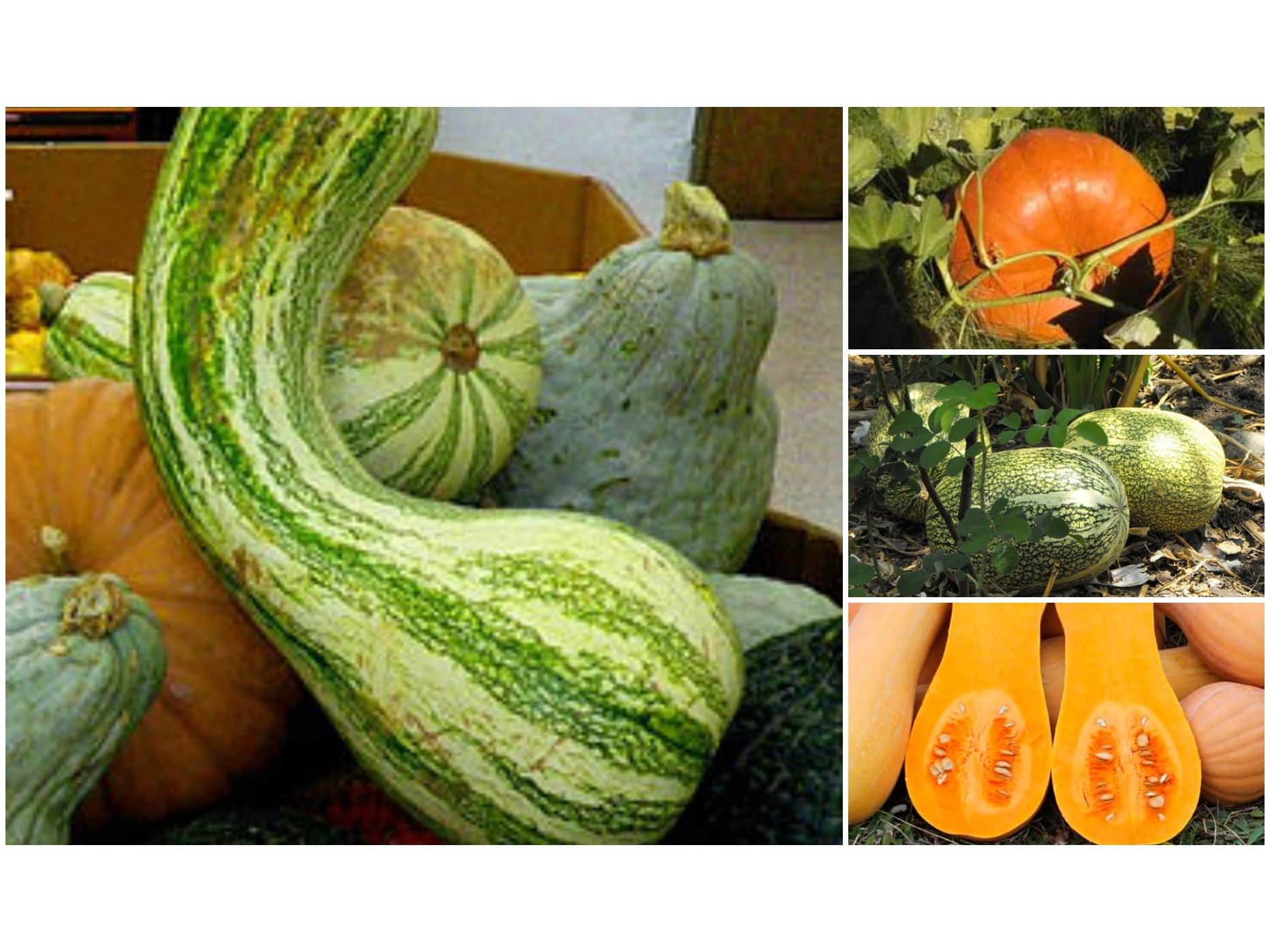 calabaza rayada