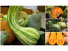 calabaza rayada