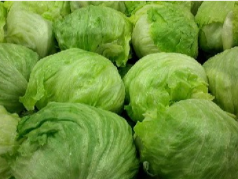 LECHUGA REPOLLADA