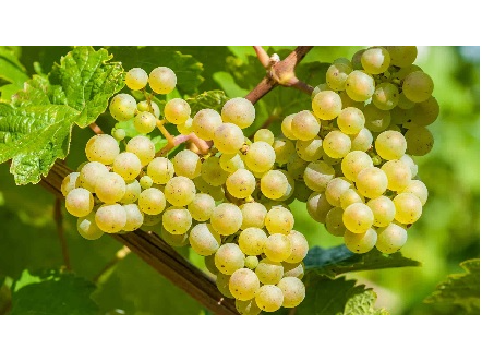 UVA BLANCA