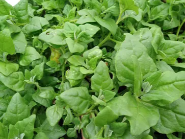 ESPINACA