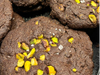 COOKIES NEGRAS CON PISTACHO Y CHIPS