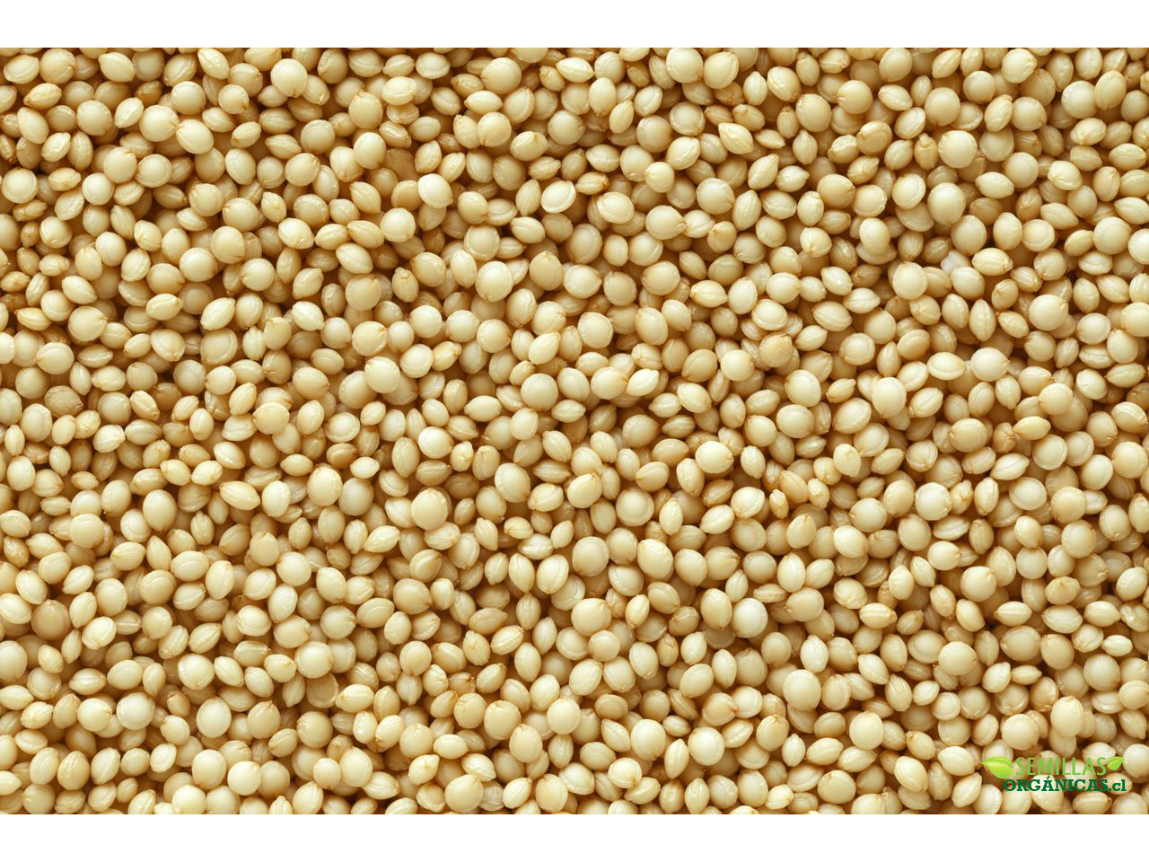 AMARANTO SEMILLA X 1 KG