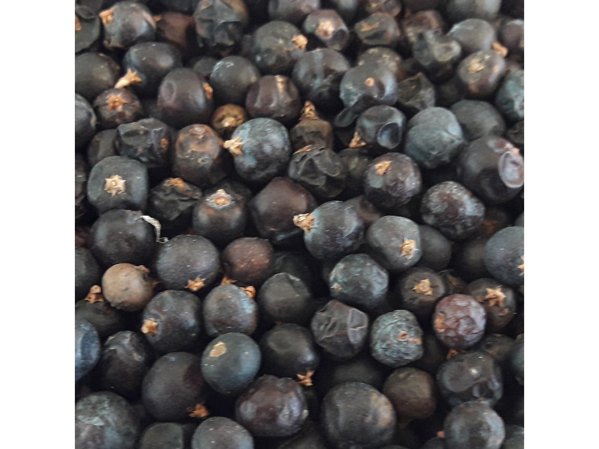 ENEBRO EN BAYAS X 1 KG