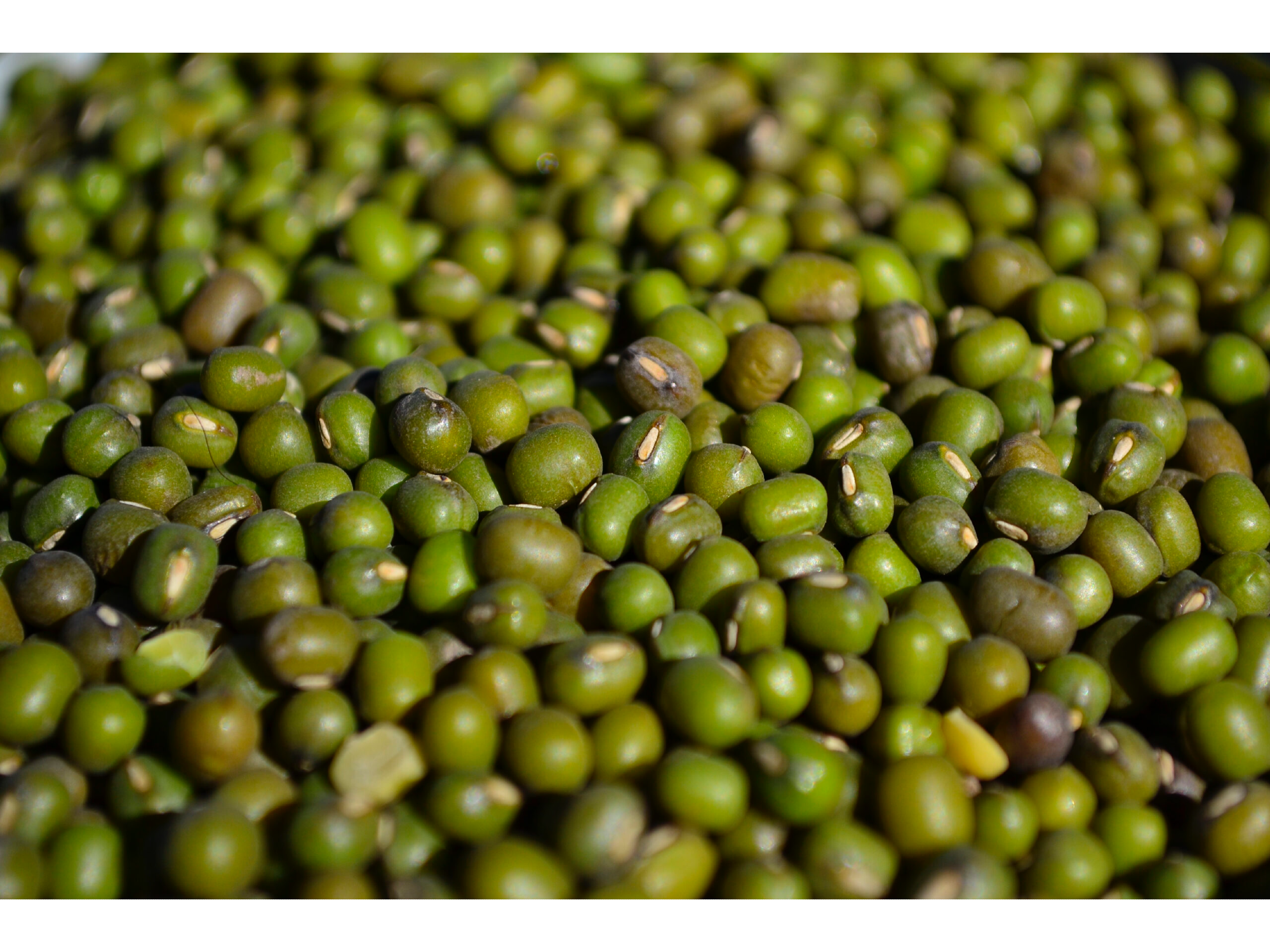POROTO MUNG X 1 KG