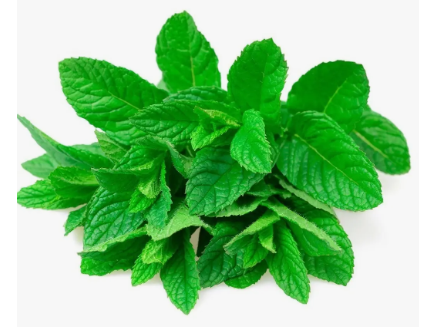 Menta Fresca x atado