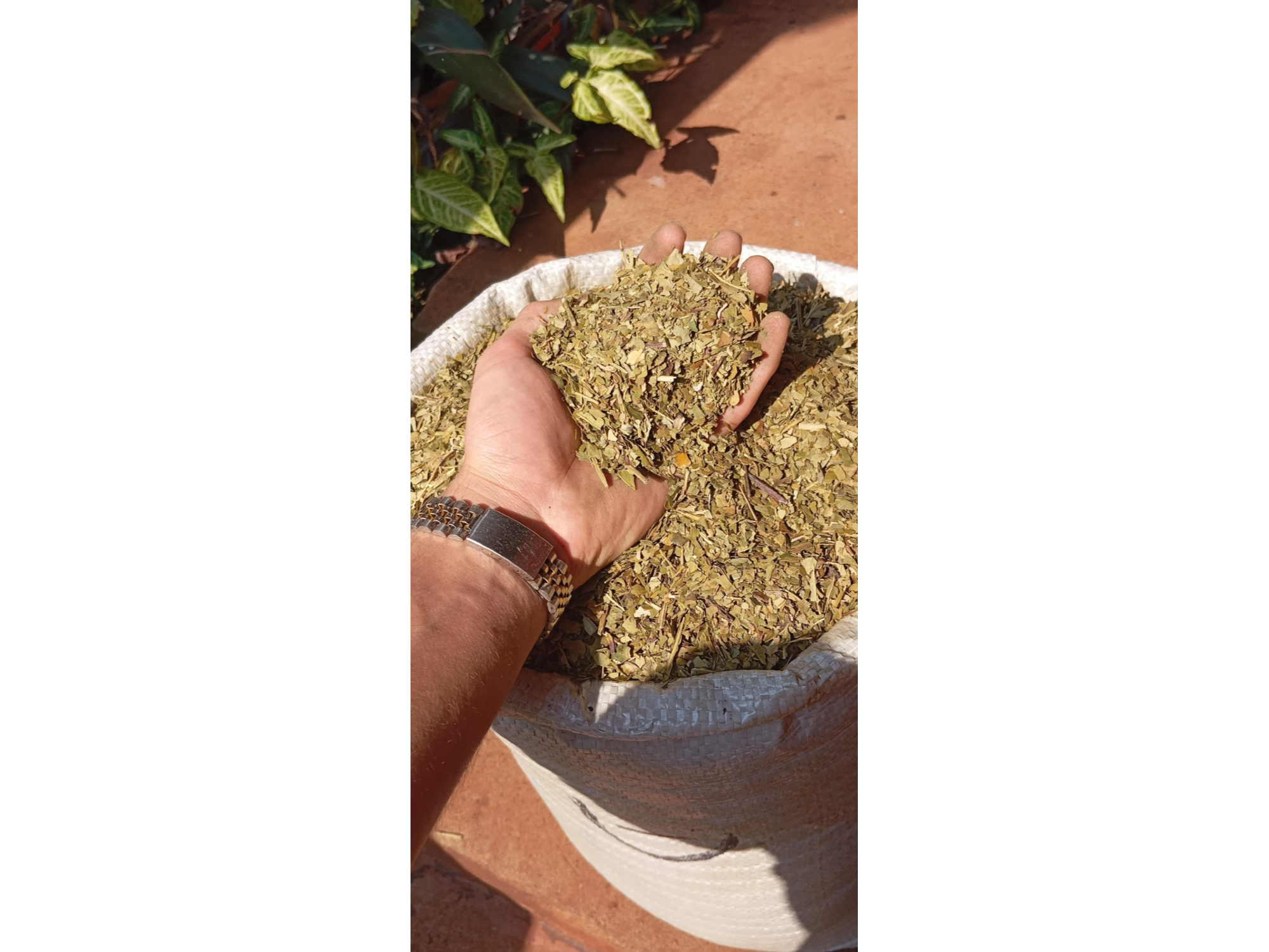 Yerba Agroecologica x 10 Kg.