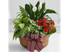 MIX DE PLANTAS DE INTERIOR