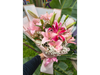 ENCANTO DE LILIUM