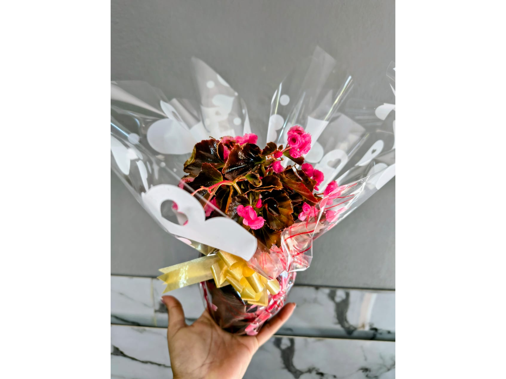 PLANTIN PARA REGALO