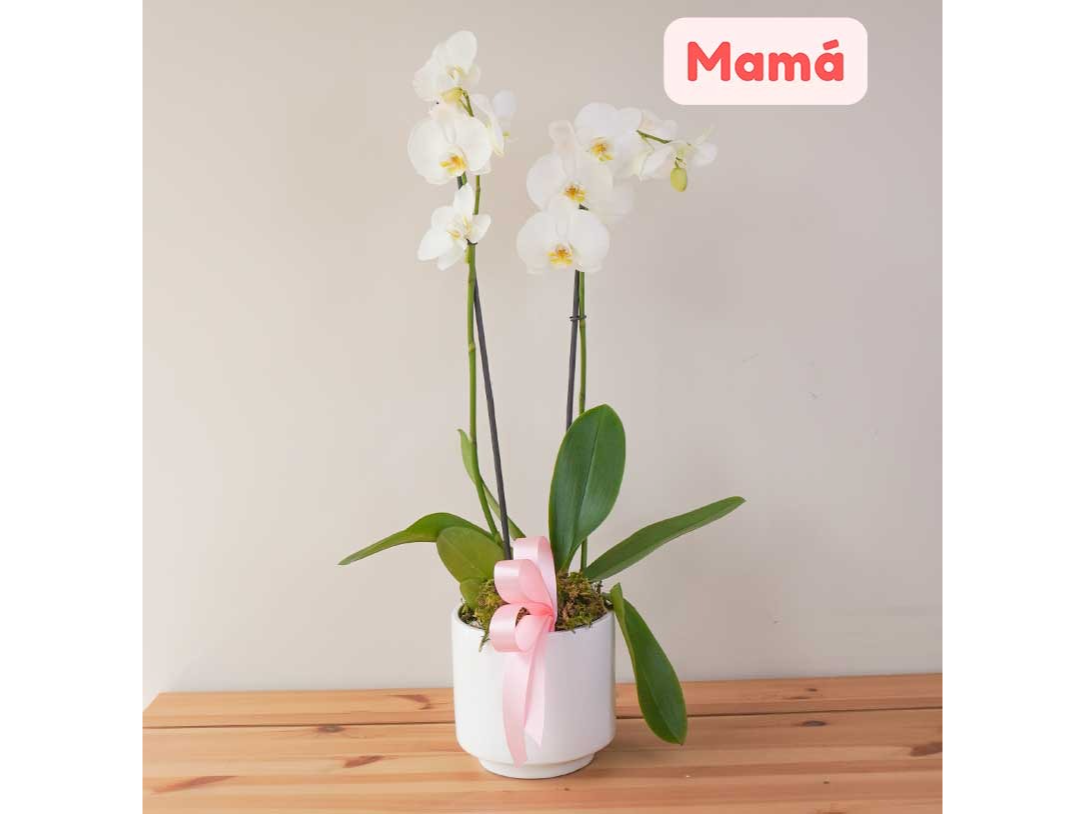 ORQUIDEAS