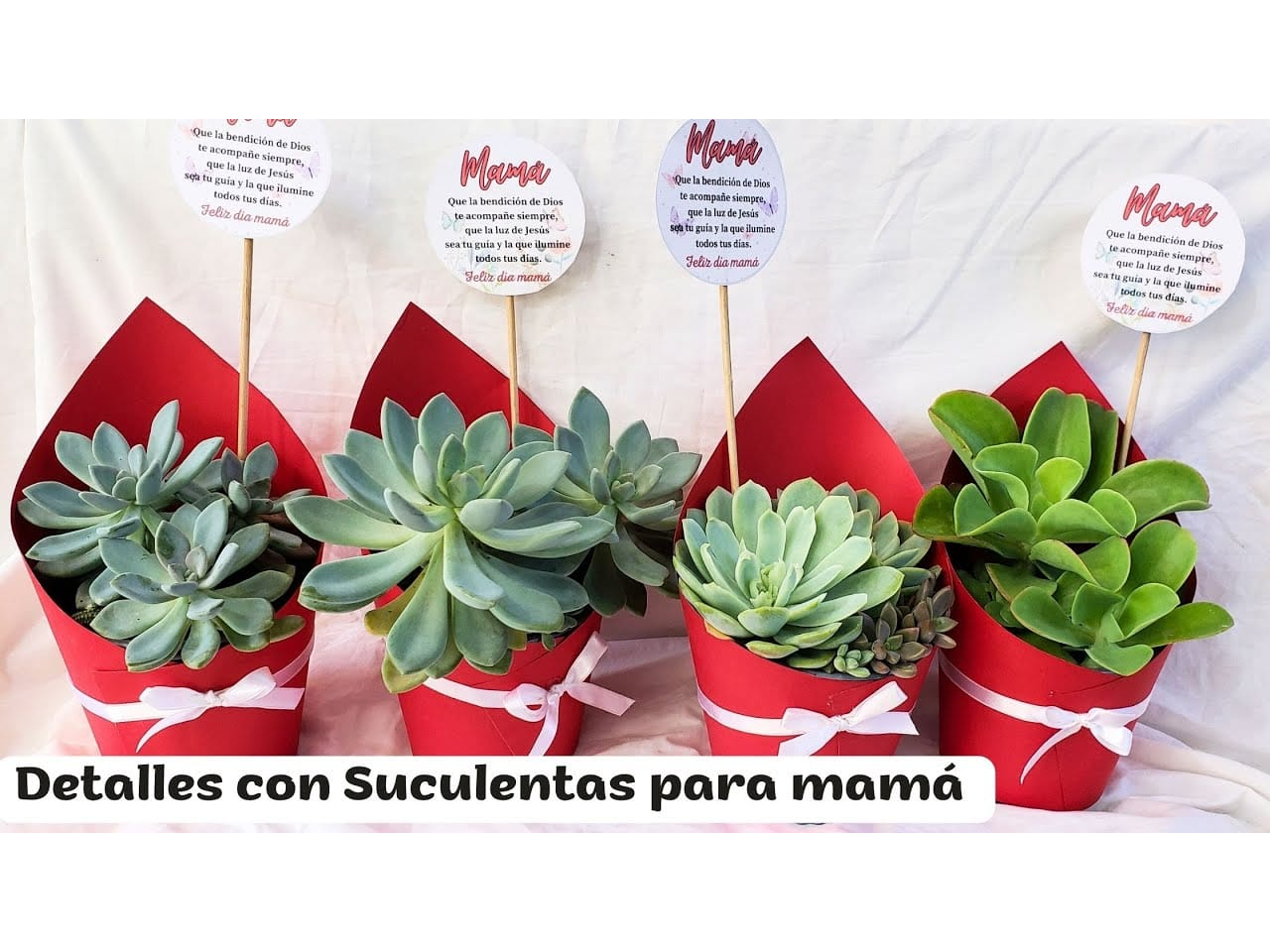 CACTUS Y SUCULENTAS
