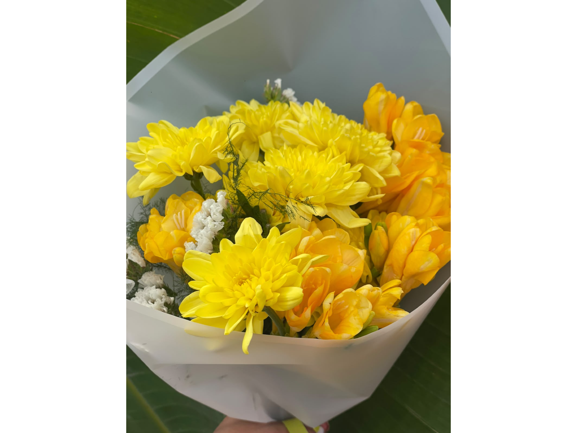 MONTONERAS Y FRESIAS