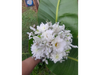 BOUQUET CHICO