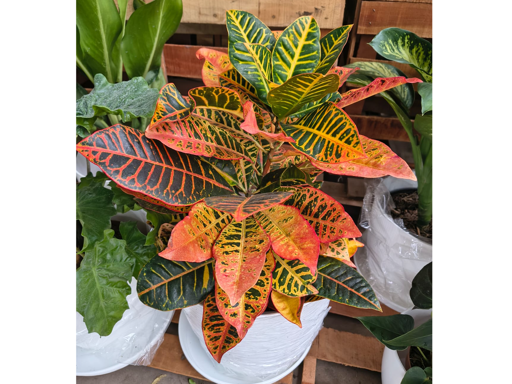 CROTON MEDIO