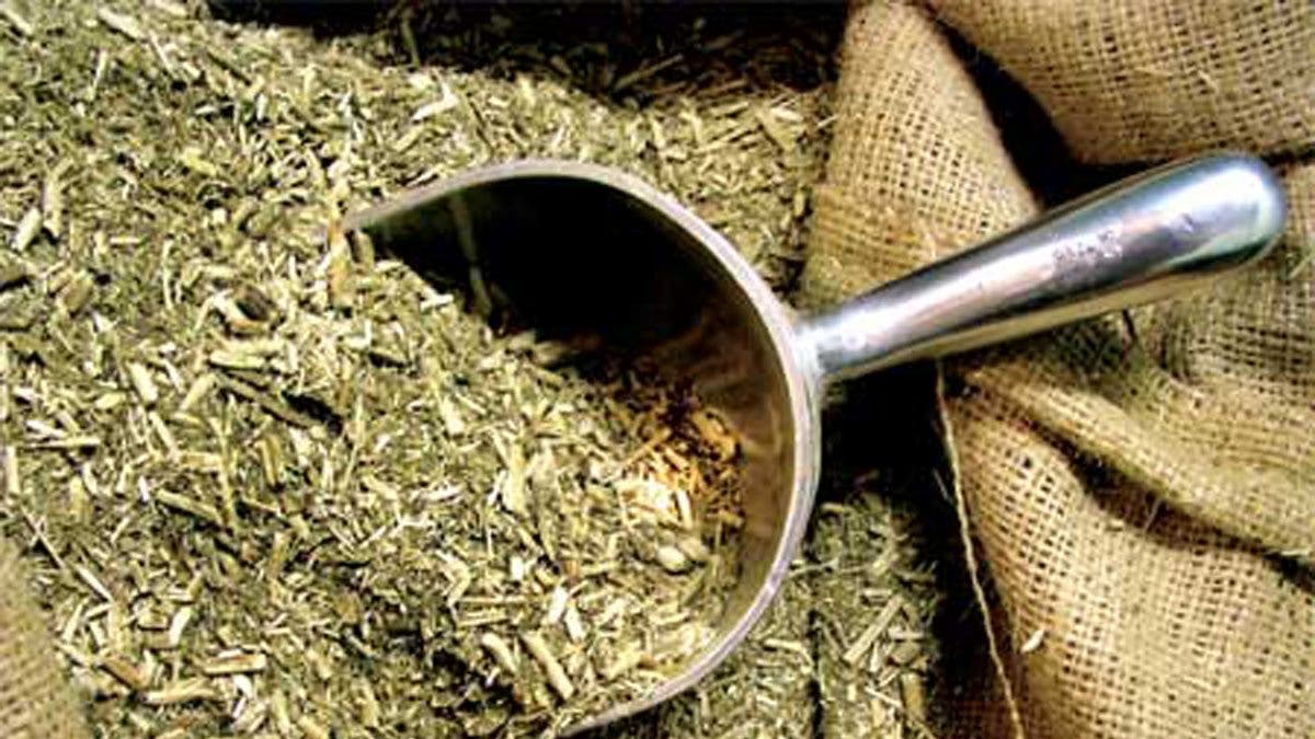 Yerba mate