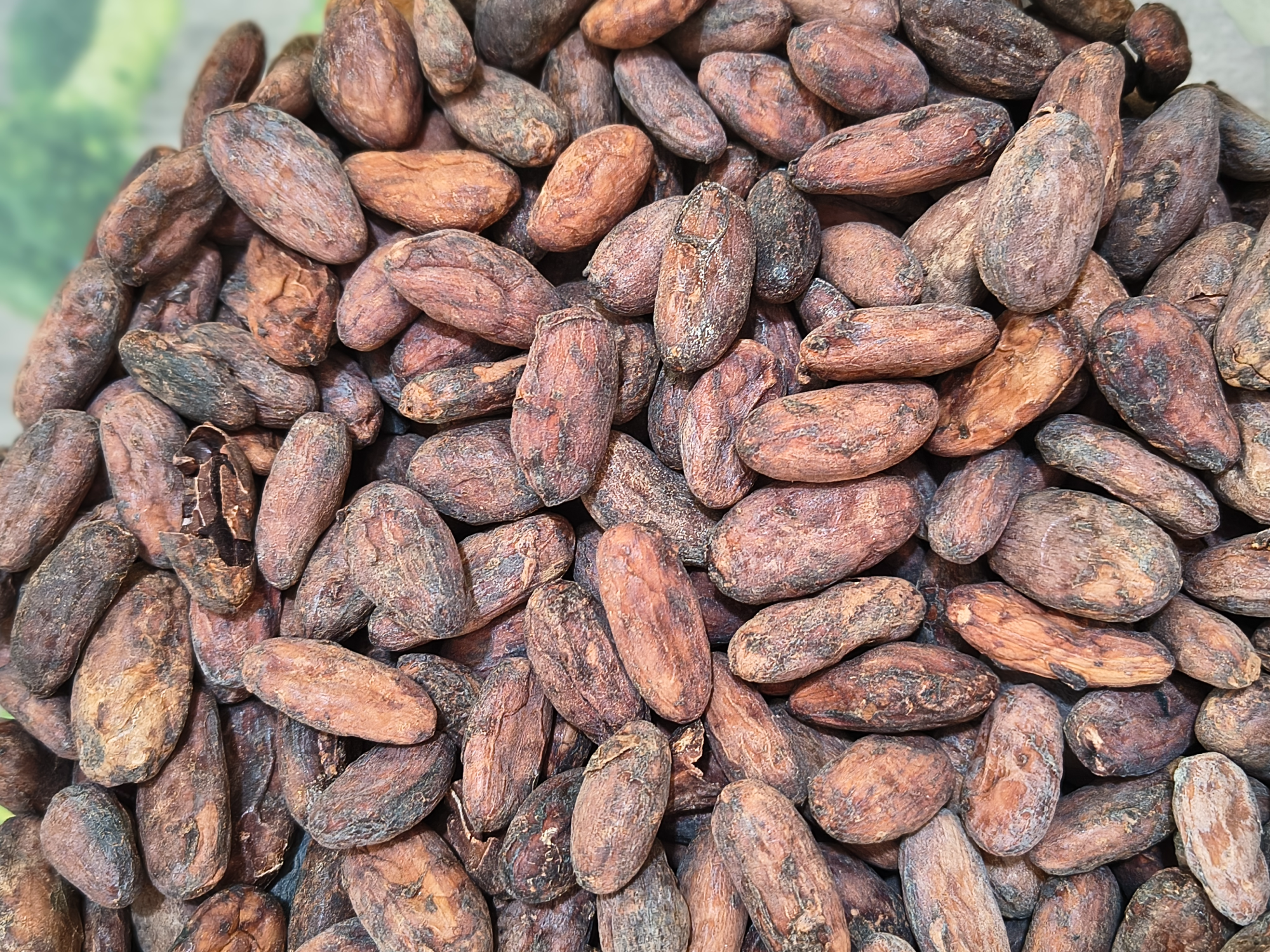 Semillas de Cacao