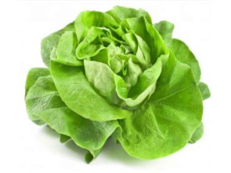 Lechuga