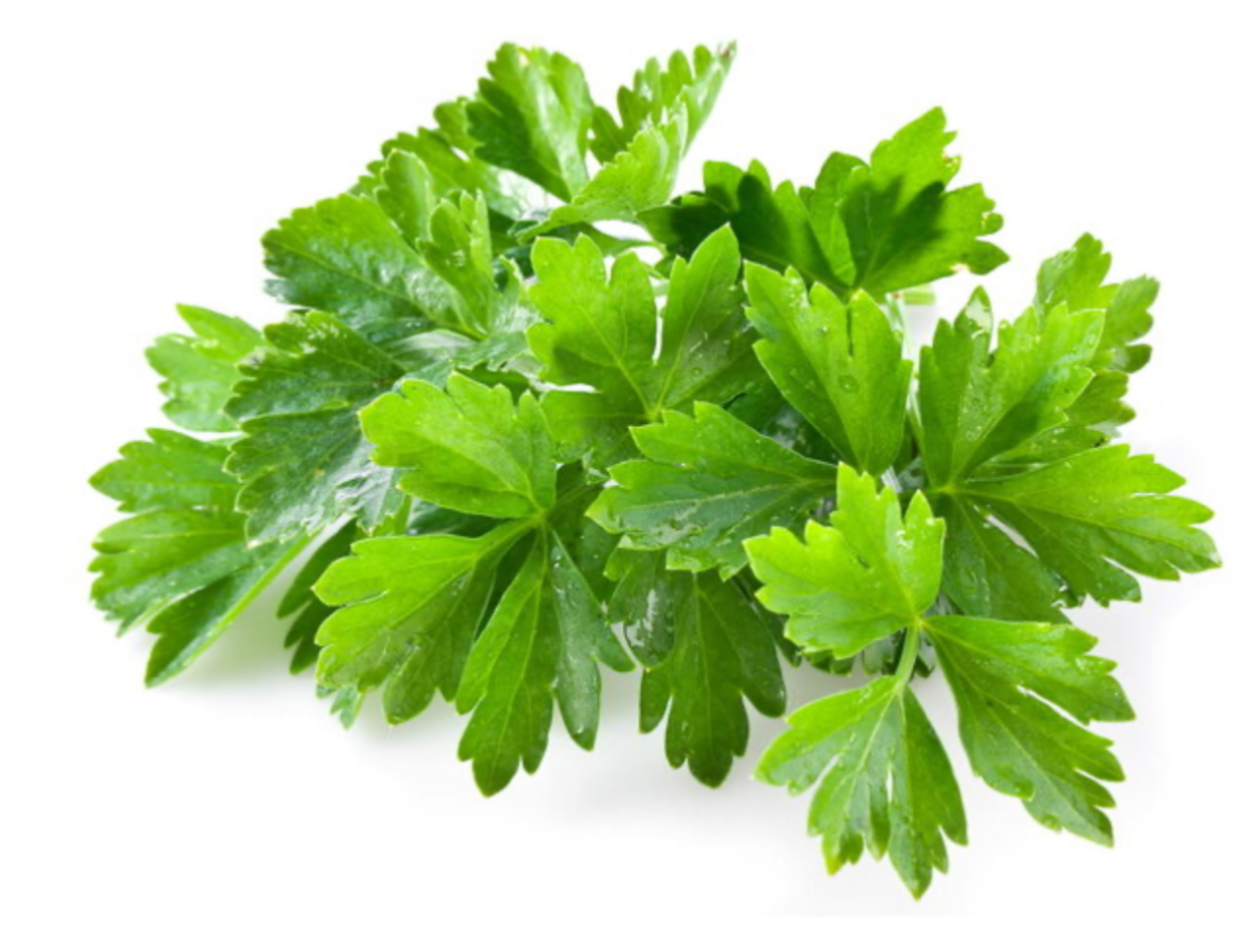 Cilantro (120 grs)