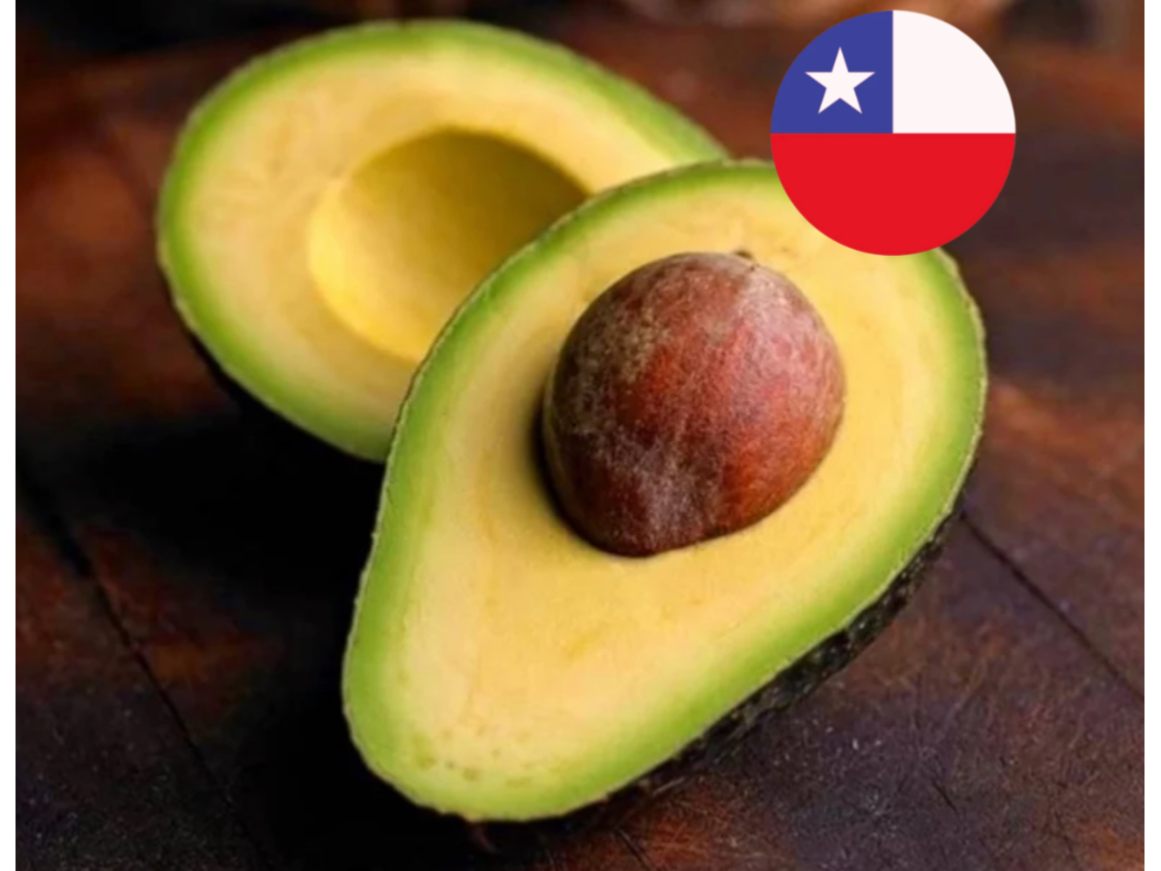 Palta Hass Chilena