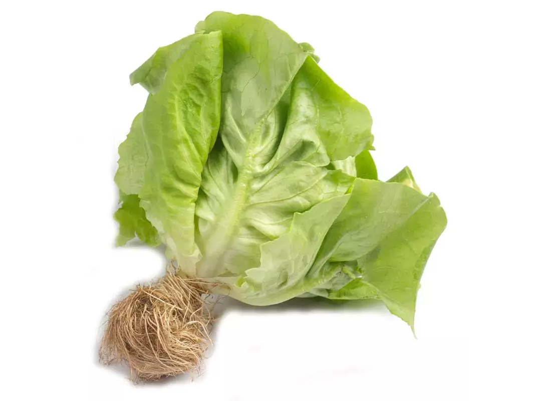 Lechuga Hidroponica