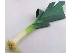 Ajo Puerro