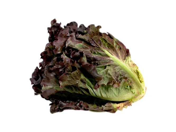 Lechuga Morada