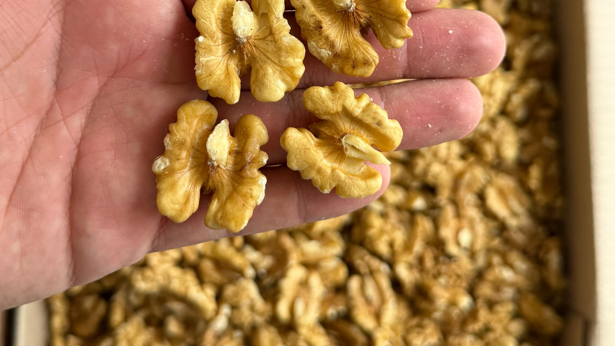 ¡NUEZ COSECHA 2026!