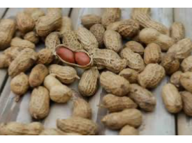 Maní con cáscara Virginia (premium)