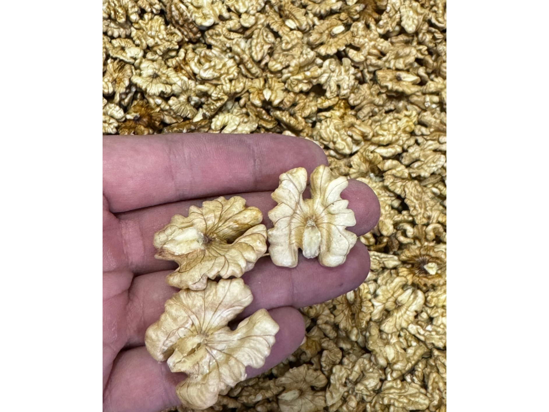 Nuez blanca entera premium