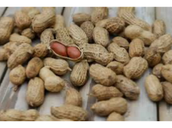 Maní con cáscara grande