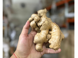 Jengibre en rama x kg