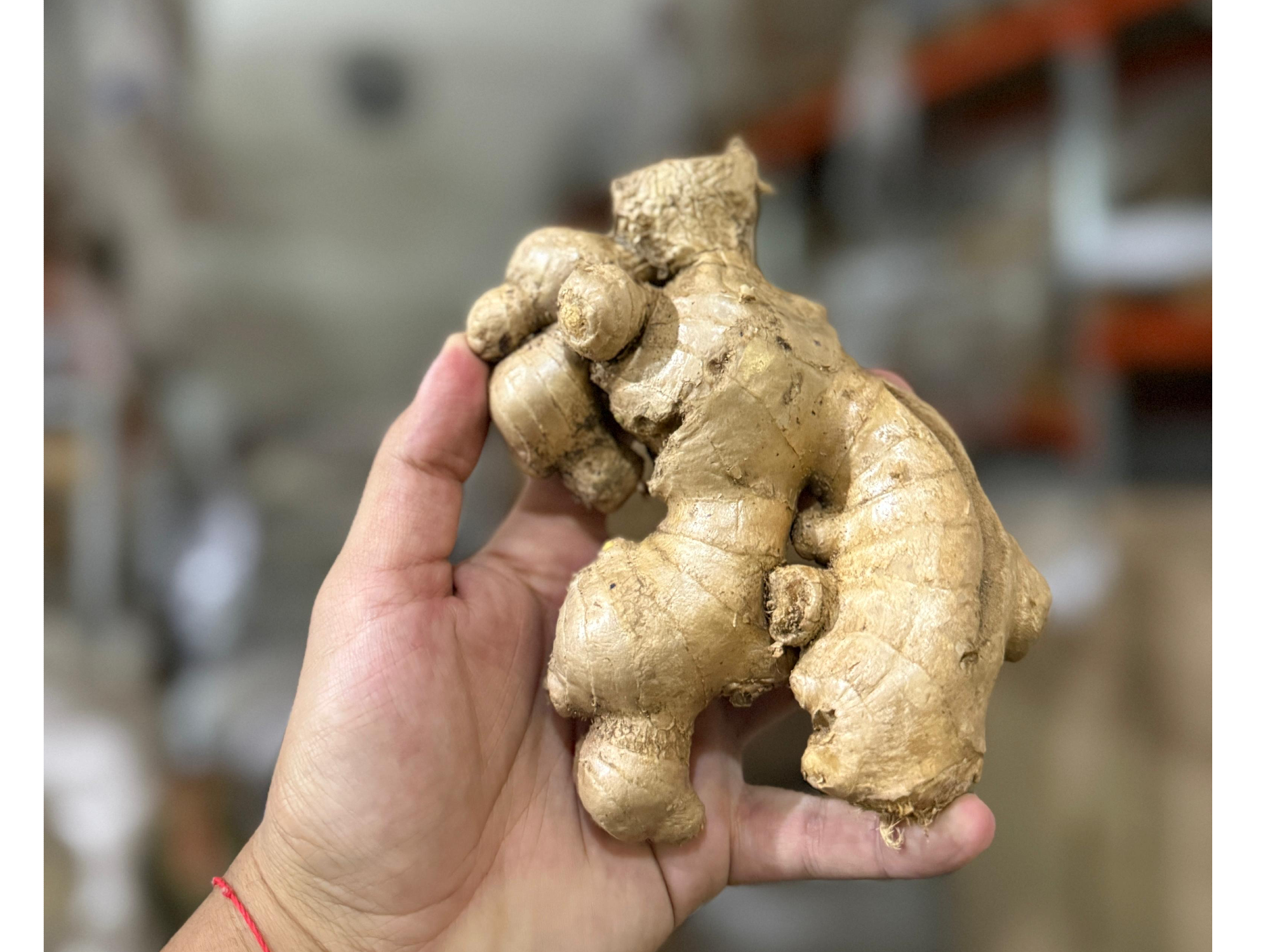 Jengibre en rama x kg